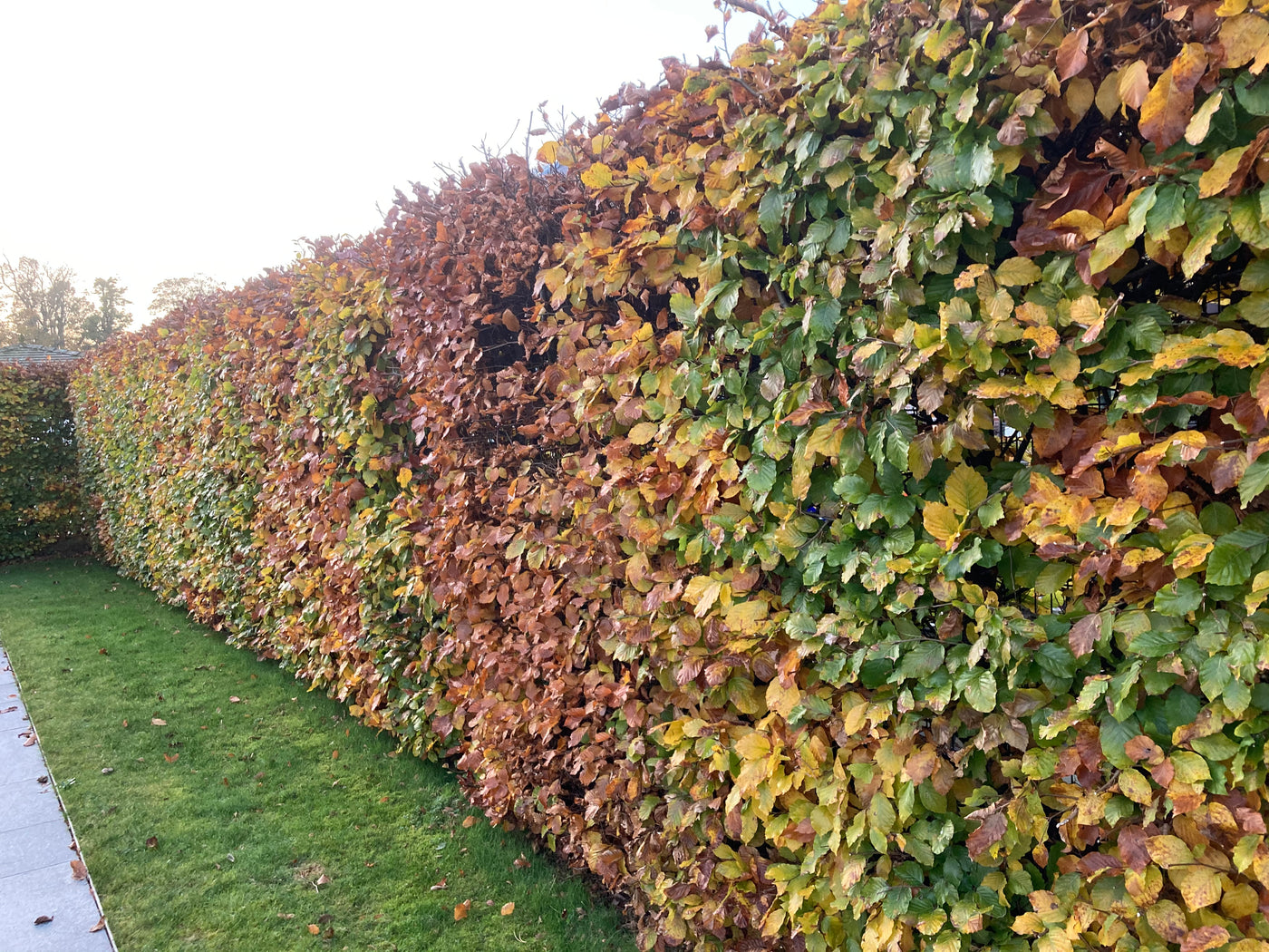 Potted Hedging / Trees