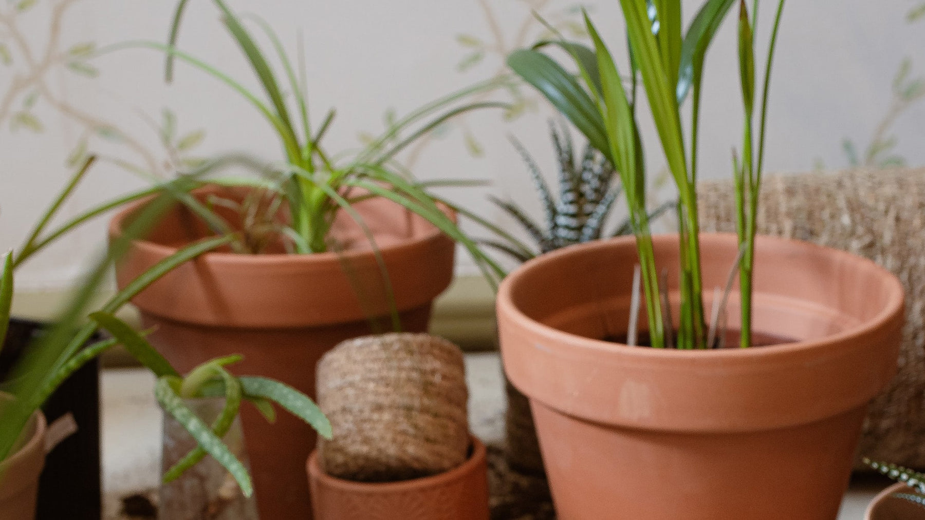 Accessories/ Guards & Canes