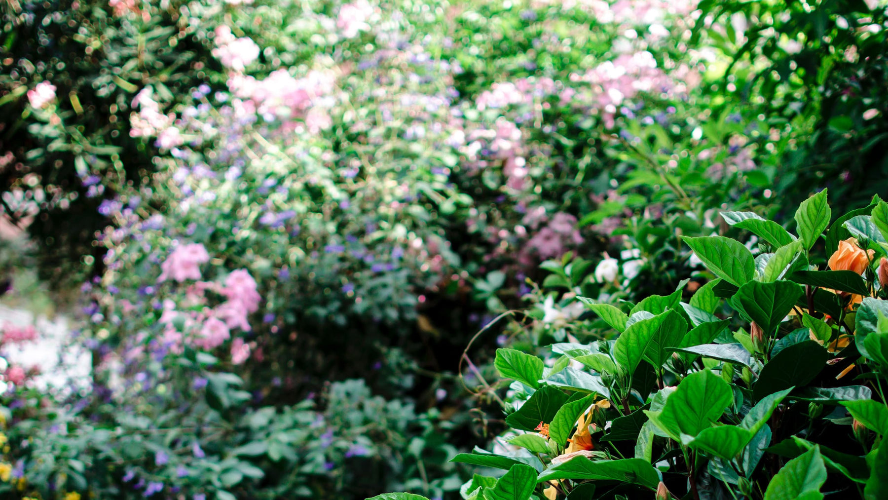 Garden Ornamental Plants