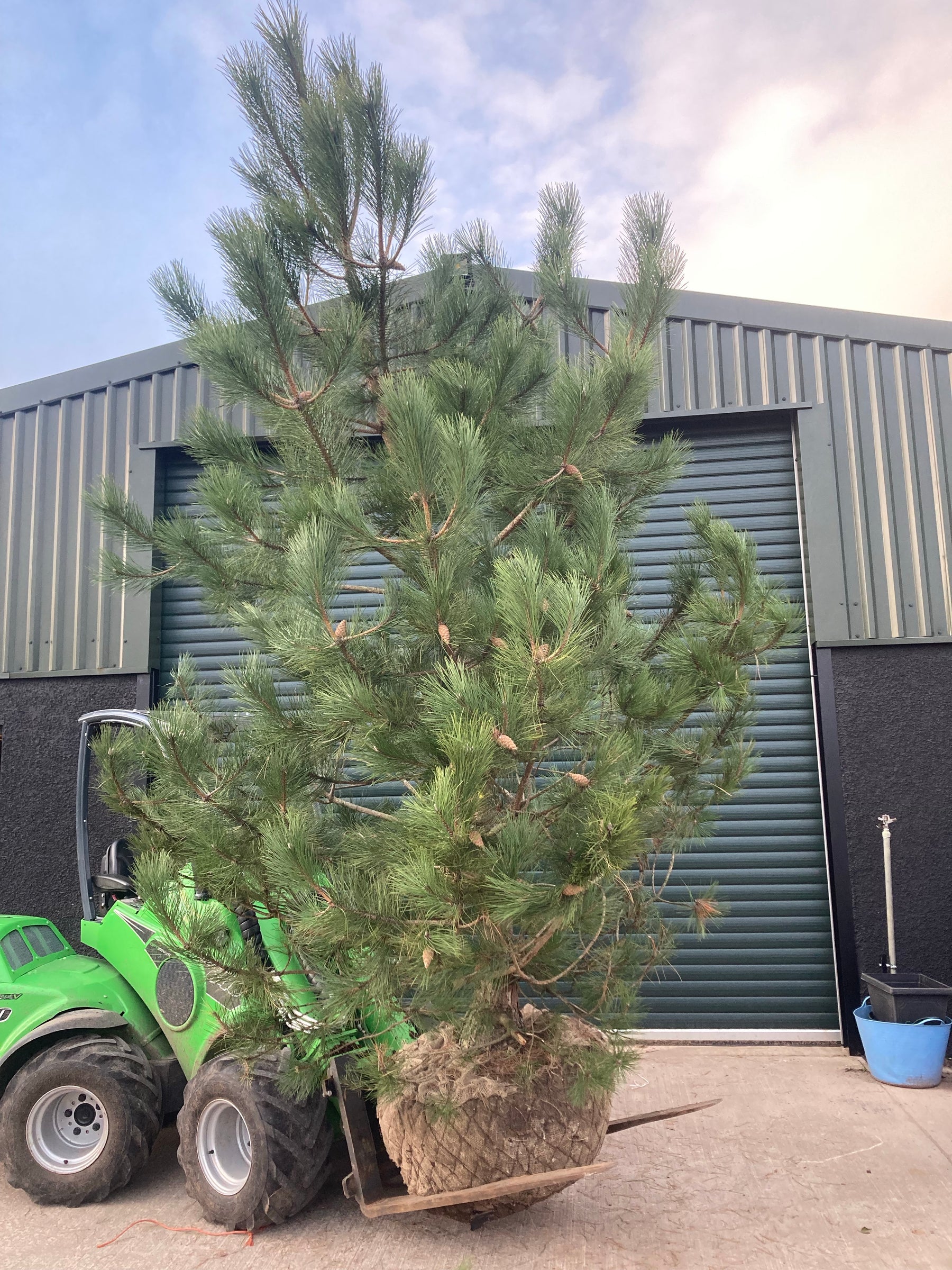 Mature Trees & Shrubs