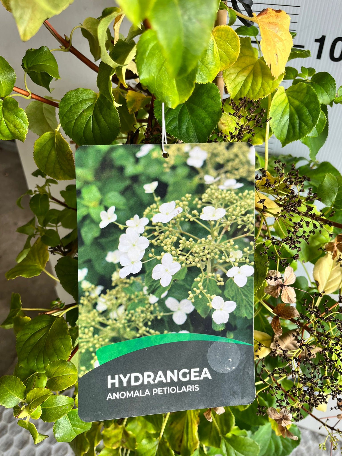 Hydrangea anomala subsp. petiolaris – Climbing Hydrangea