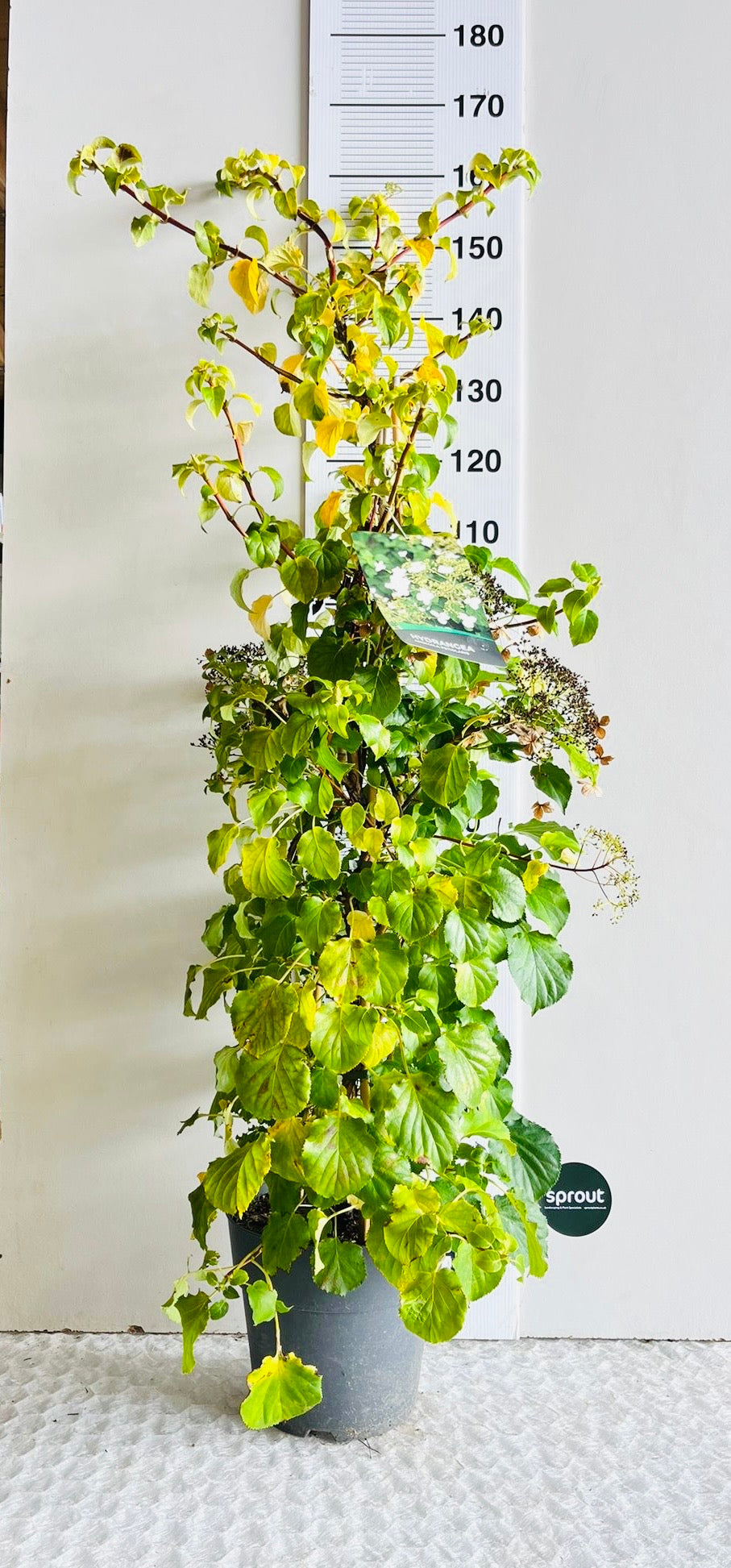 Hydrangea anomala subsp. petiolaris – Climbing Hydrangea