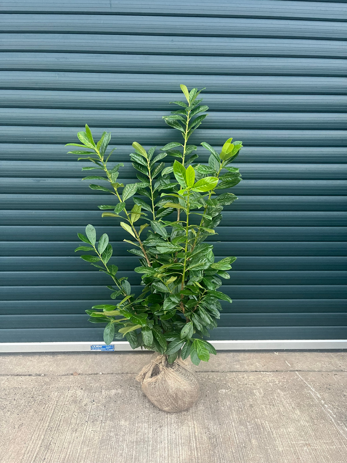 20 extra bushy Rootballed plants. 120/130 cm 4 foot instant hedge bundle to cover at least 14 meters.