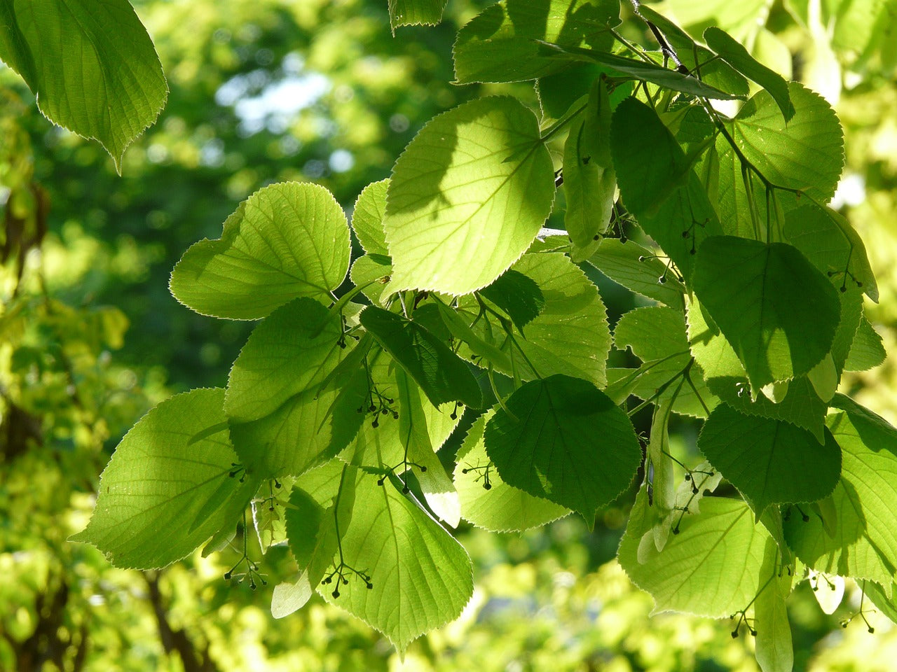 Tilia Cordata (Common Lime) 50/80cm