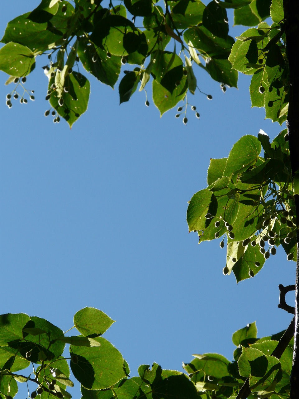 Tilia Cordata (Common Lime) 50/80cm