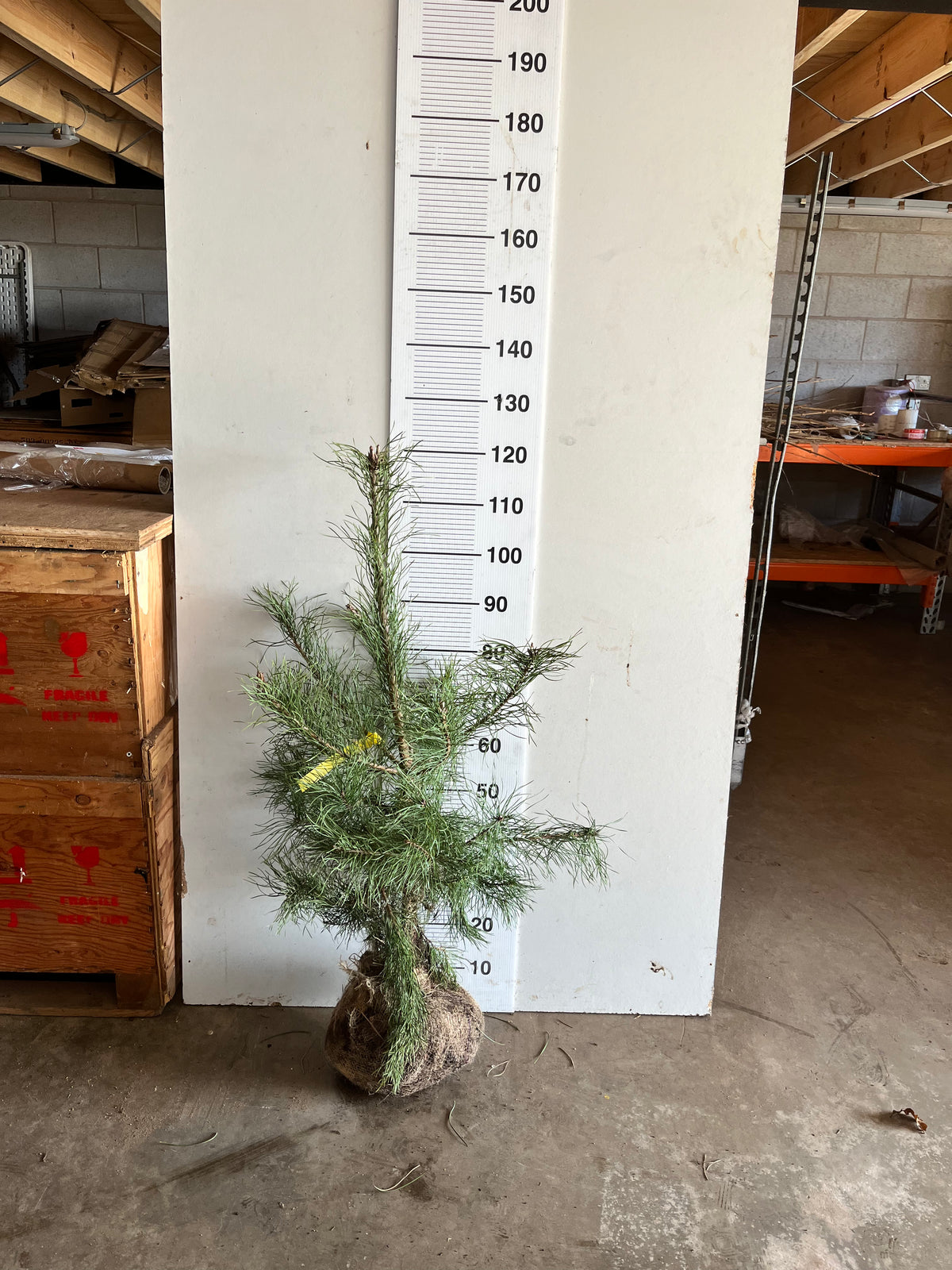 Scots Pine Tree (Pinus Sylvestris)