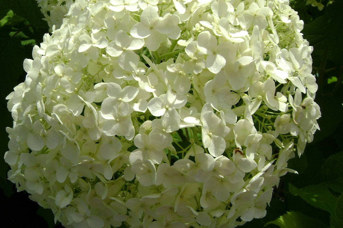 Hydrangea 'Annabelle' 40/60 cm Bare root