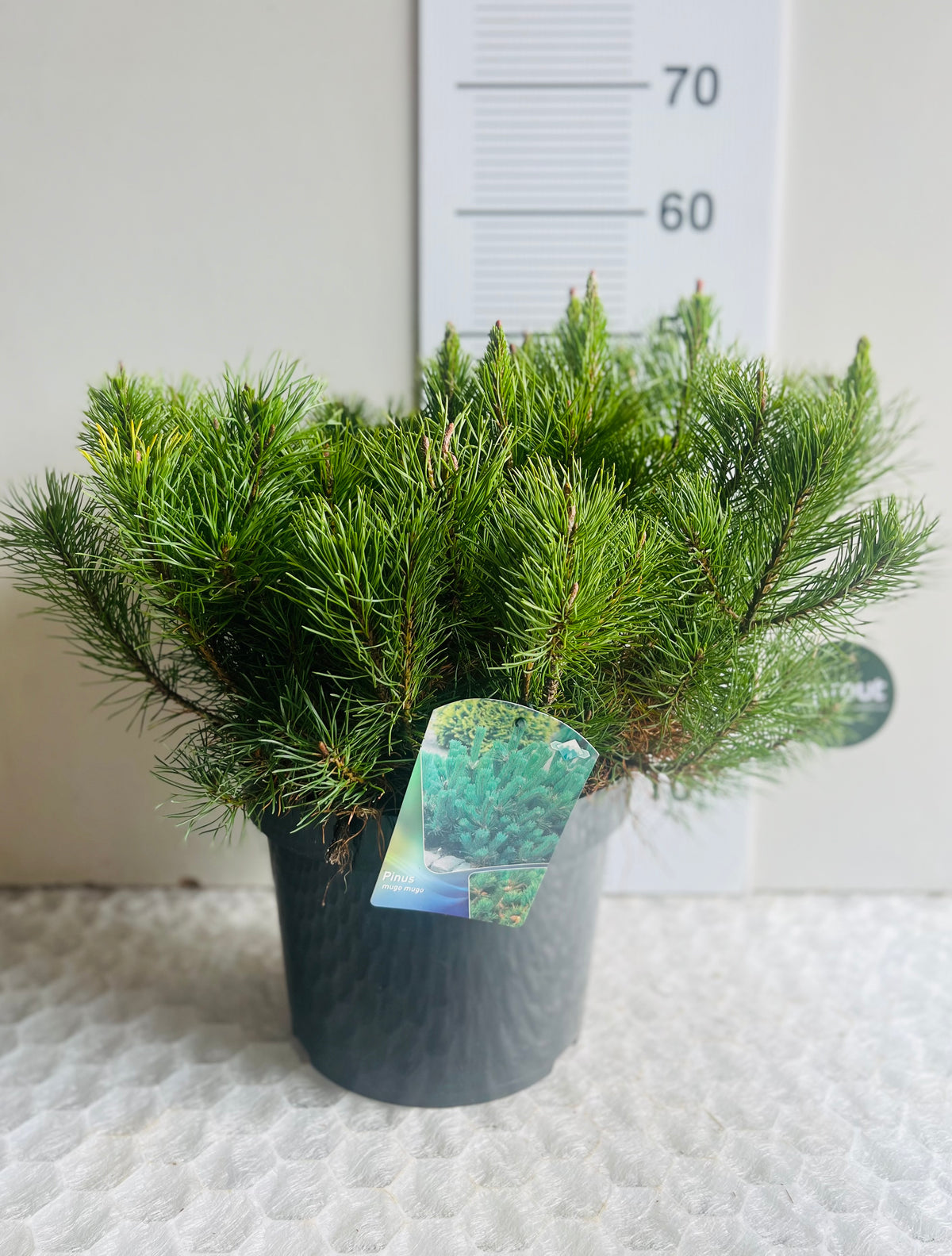 Pinus mugo ‘Mugo’ – Dwarf Mountain Pine
