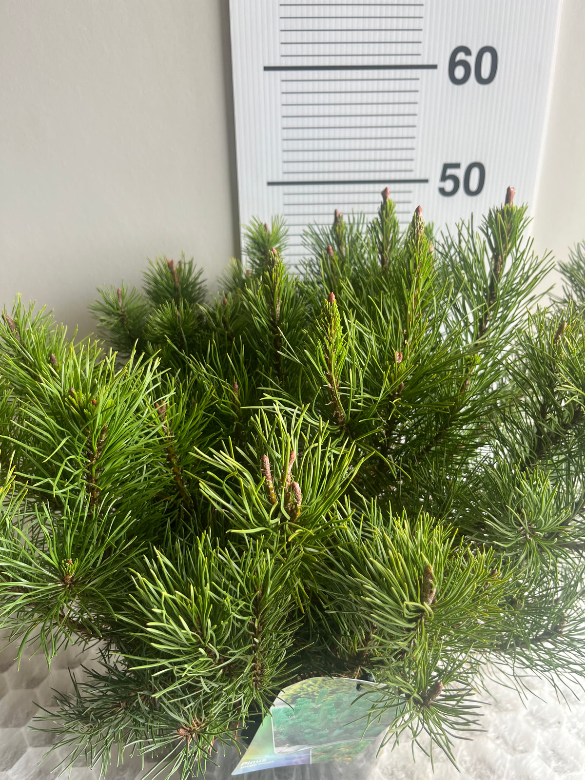 Pinus mugo ‘Mugo’ – Dwarf Mountain Pine