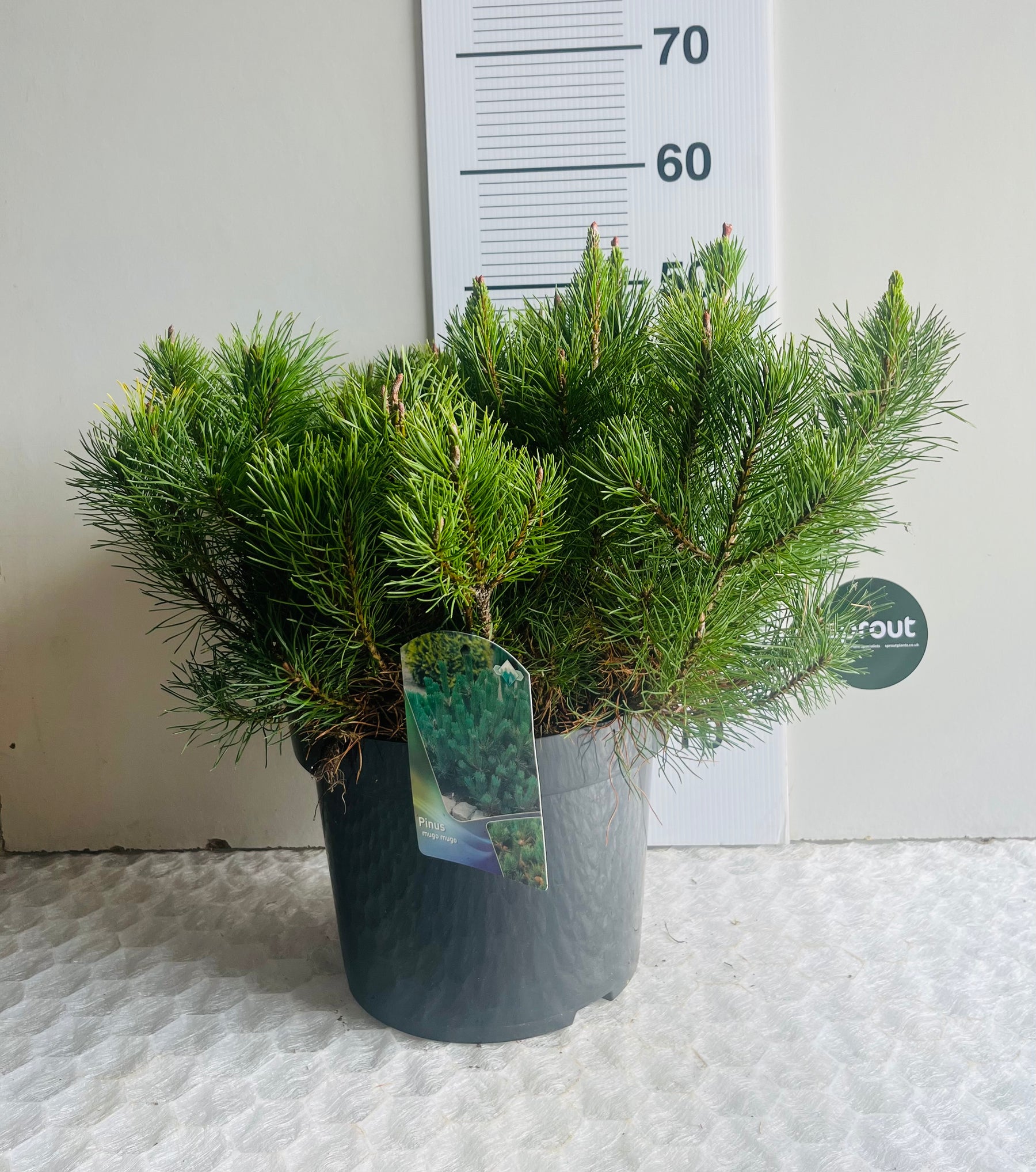 Pinus mugo ‘Mugo’ – Dwarf Mountain Pine