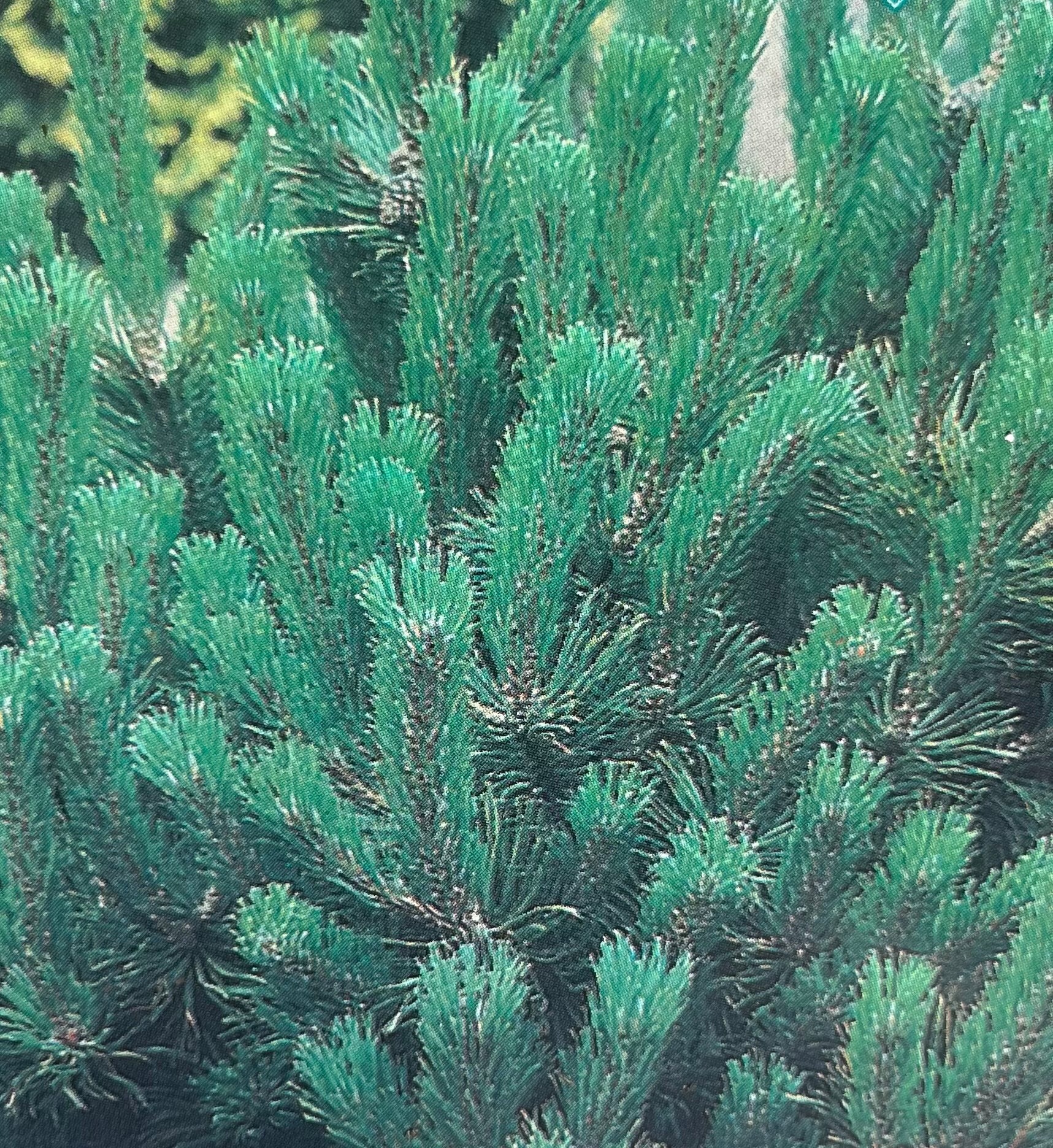 Pinus mugo ‘Mugo’ – Dwarf Mountain Pine