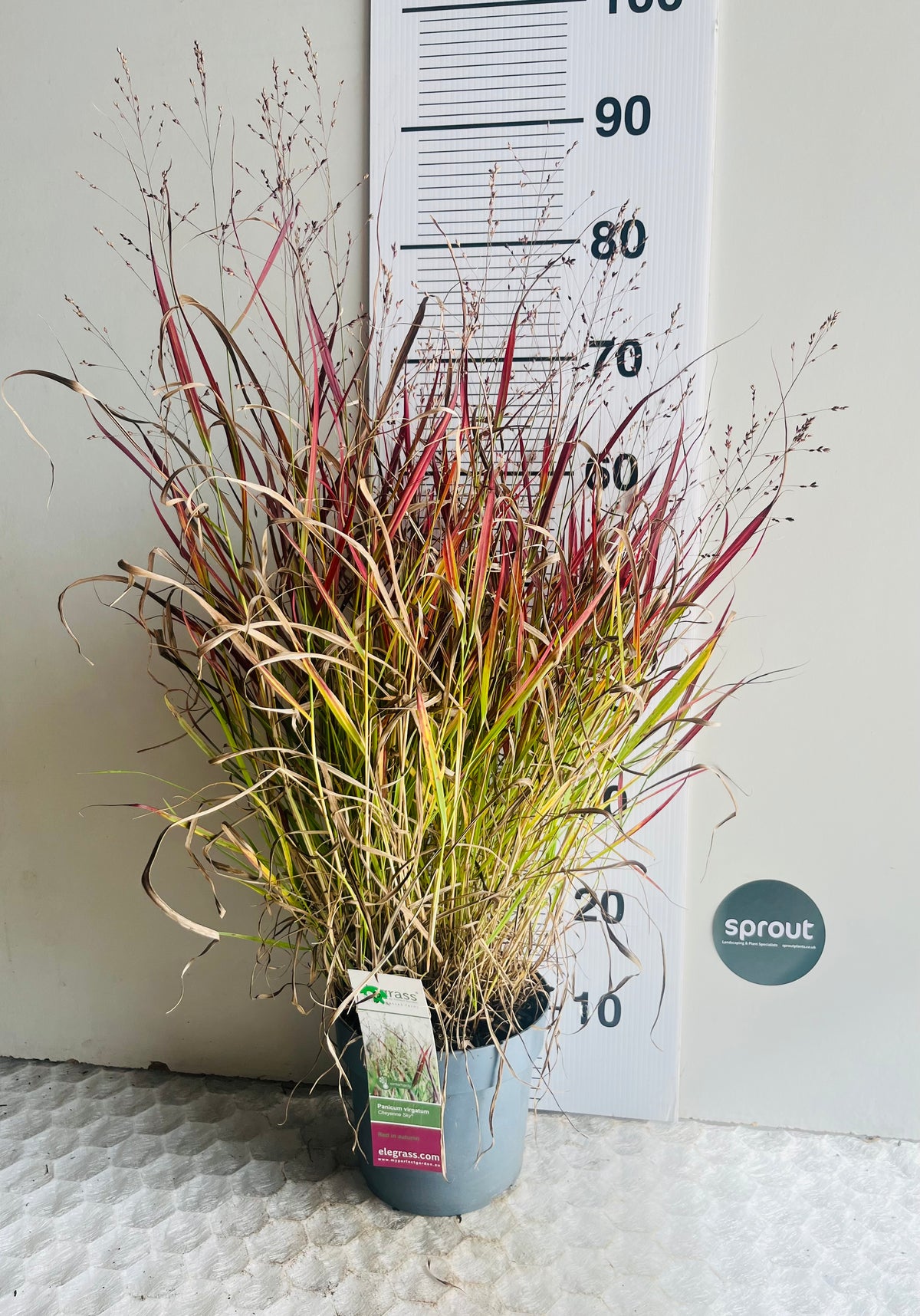 Panicum virgatum ‘Cheyenne Sky’ — Red Switch Grass