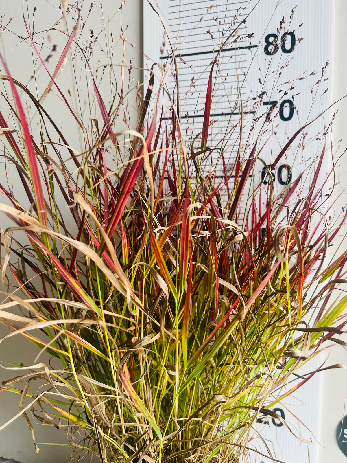 Panicum virgatum ‘Cheyenne Sky’ — Red Switch Grass