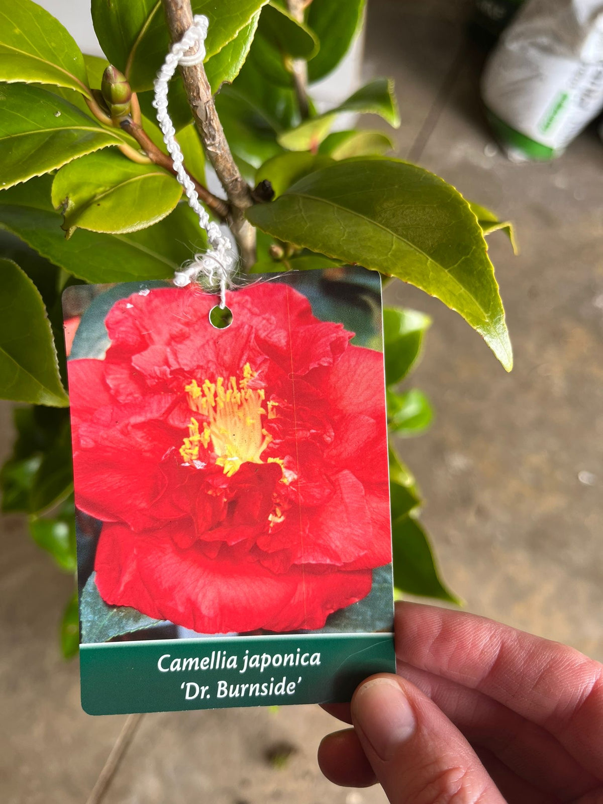 Camellia japonica 'Dr. Burnside' – Scarlet Peony-Form Camellia