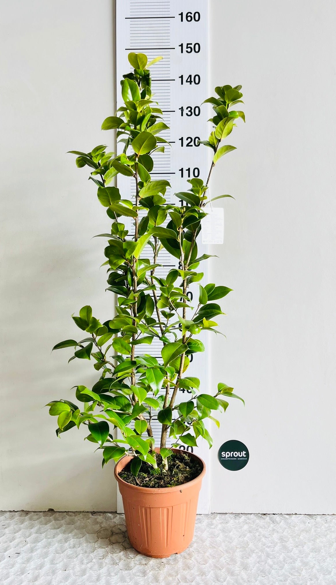 Camellia japonica 'Dr. Burnside' – Scarlet Peony-Form Camellia