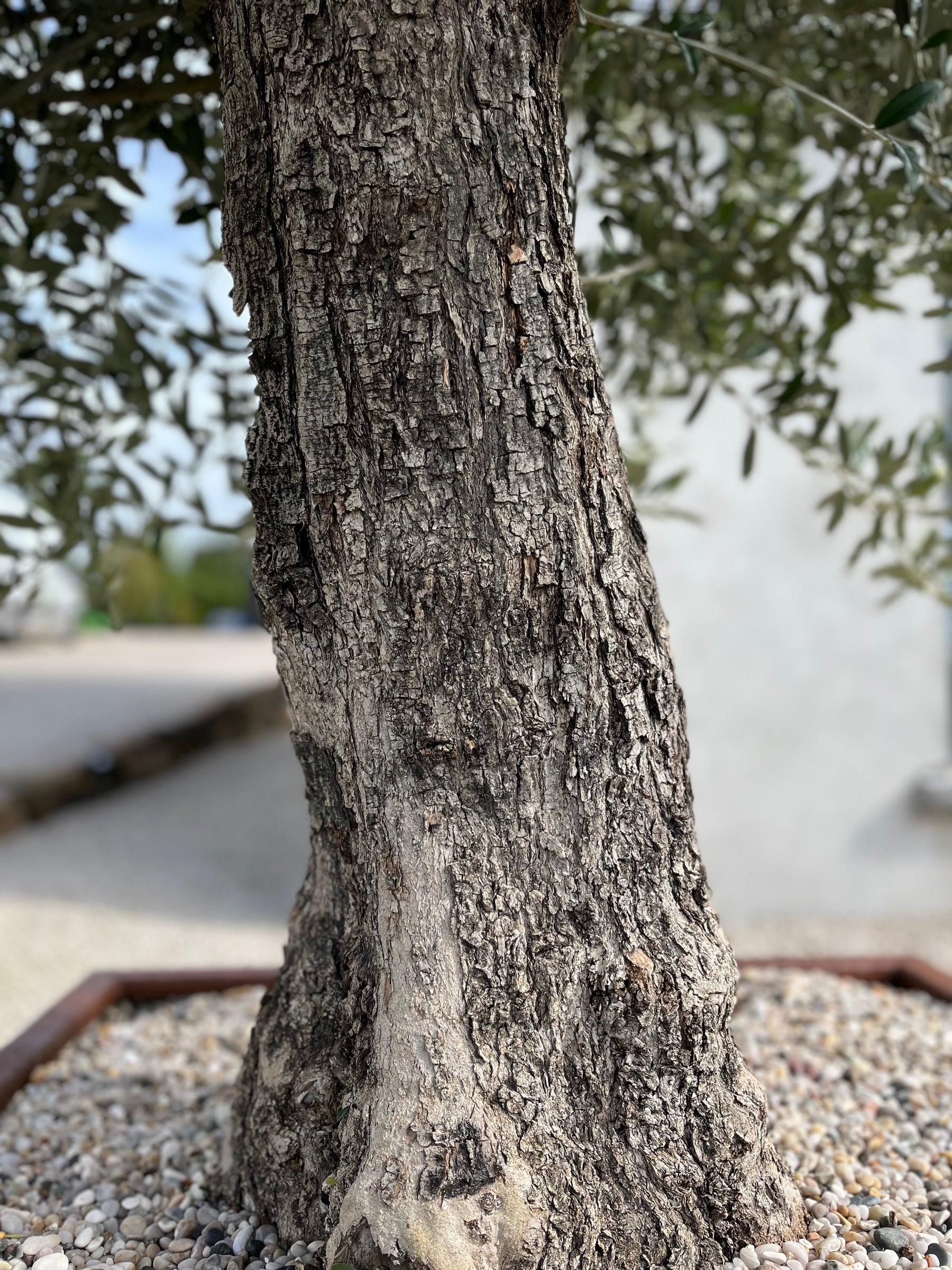 Extra big Olive in Cor-ten Container