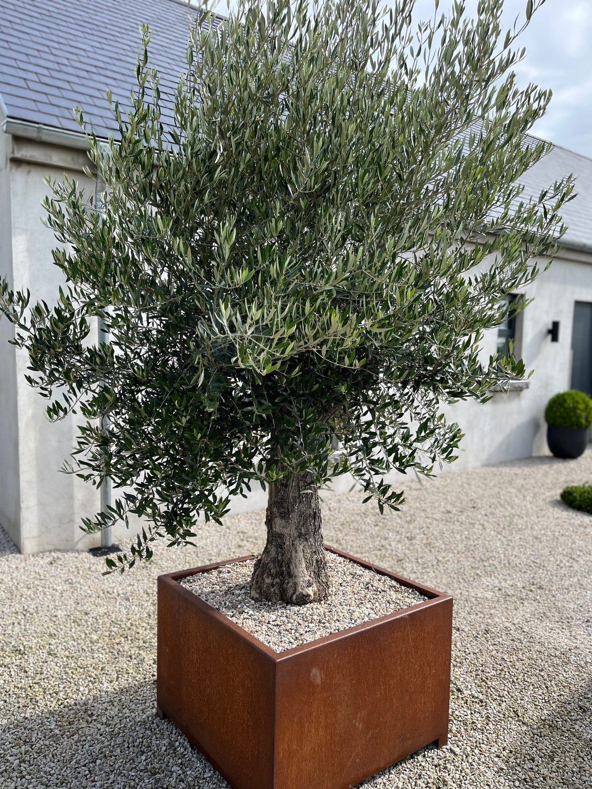 Extra big Olive in Cor-ten Container