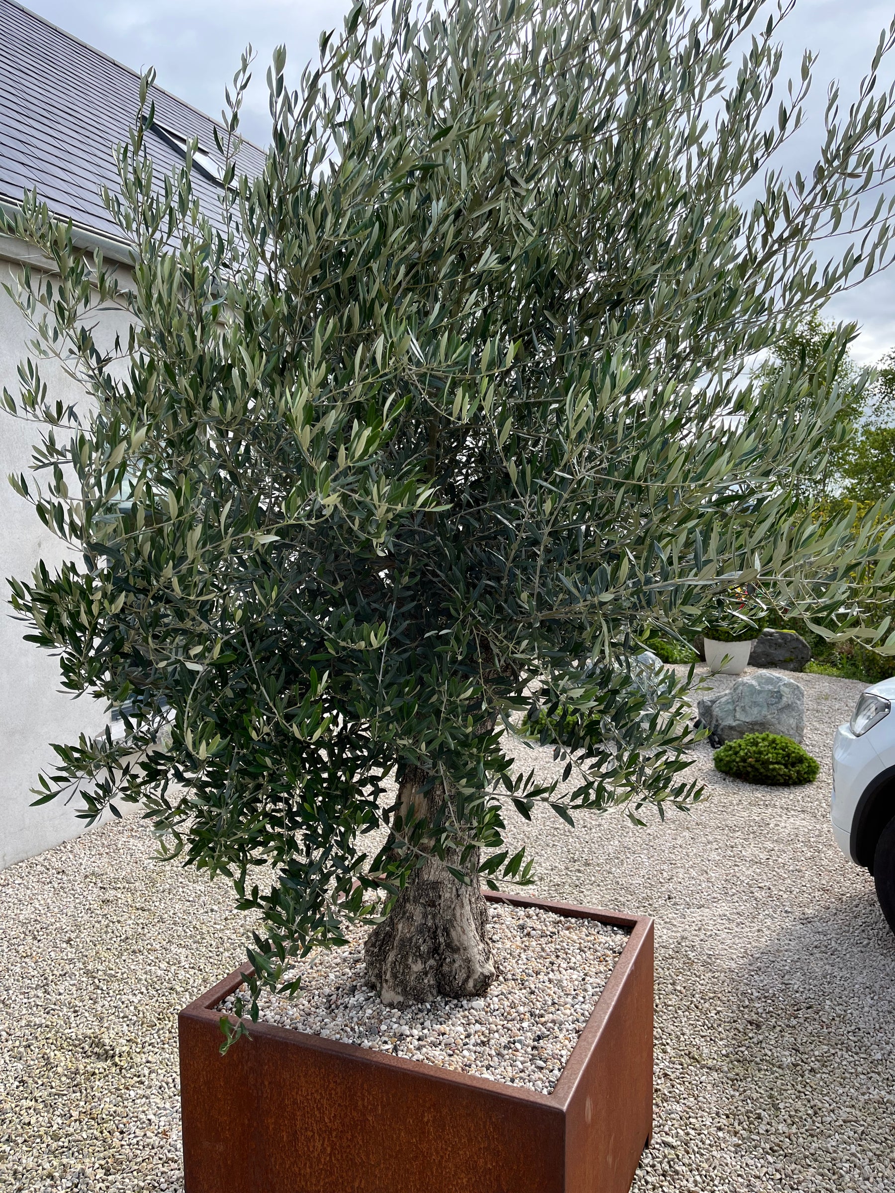 Extra big Olive in Cor-ten Container