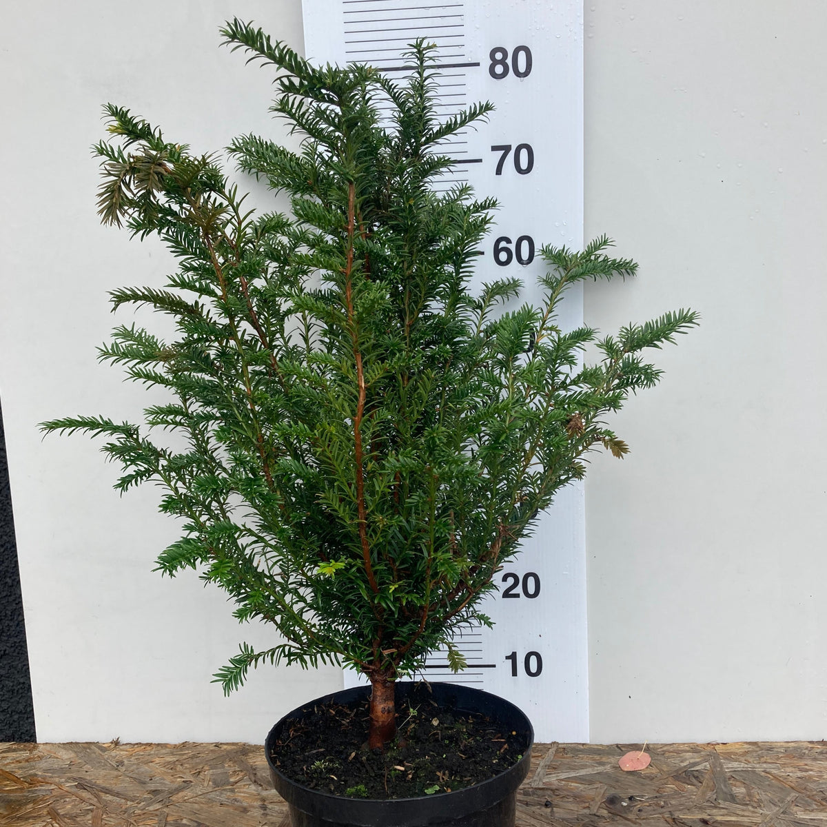 Taxus baccatta/ Yew hedging potted plants