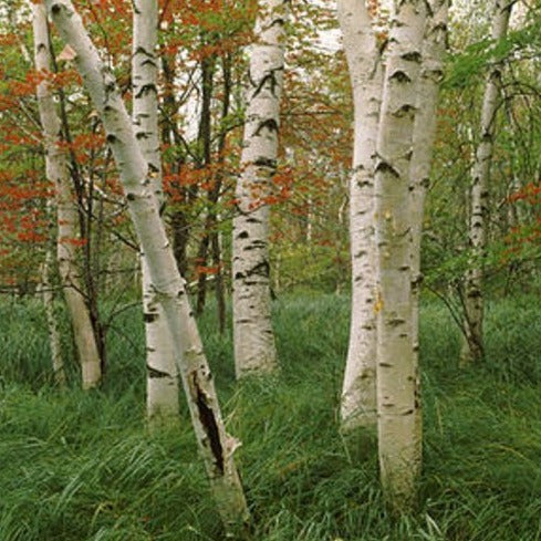 Downy Birch (Betula pubescens)