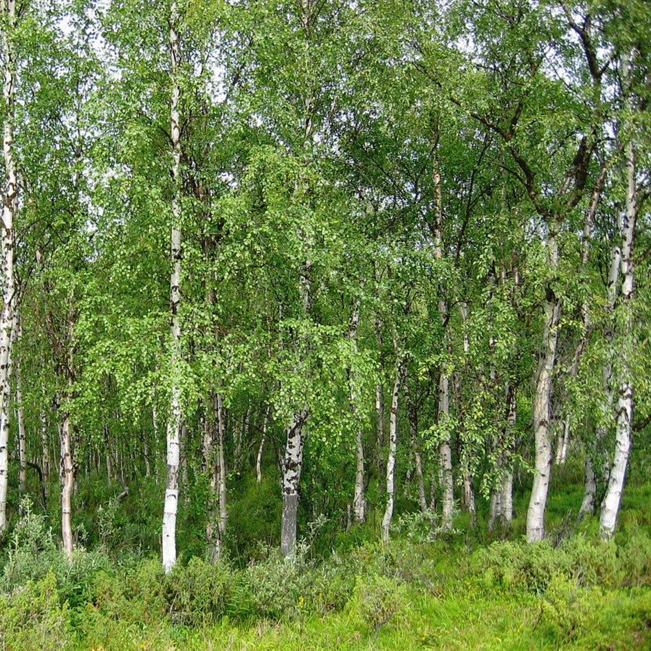 Silver Birch (Betula pendula)