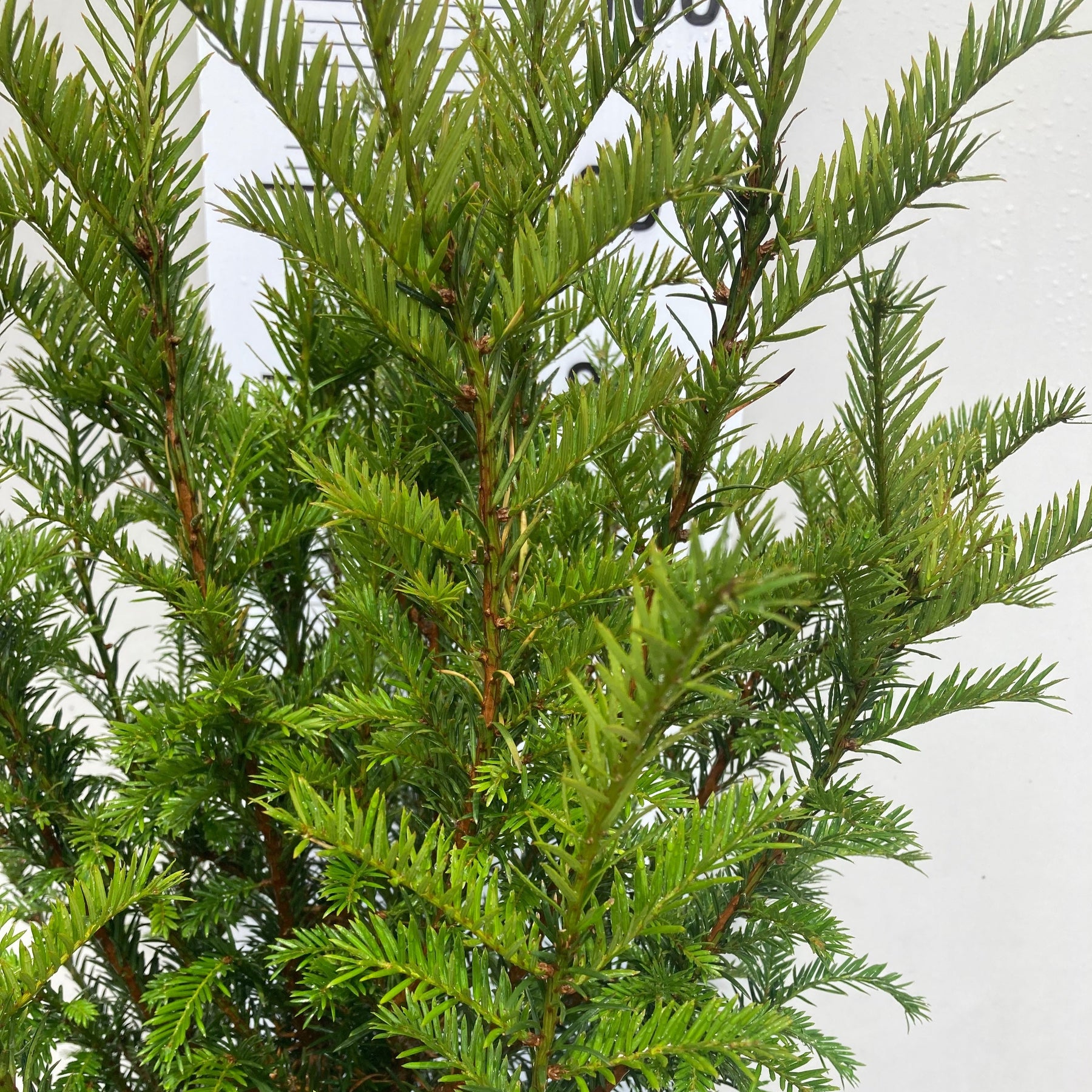 Taxus baccatta/ Yew hedging potted plants