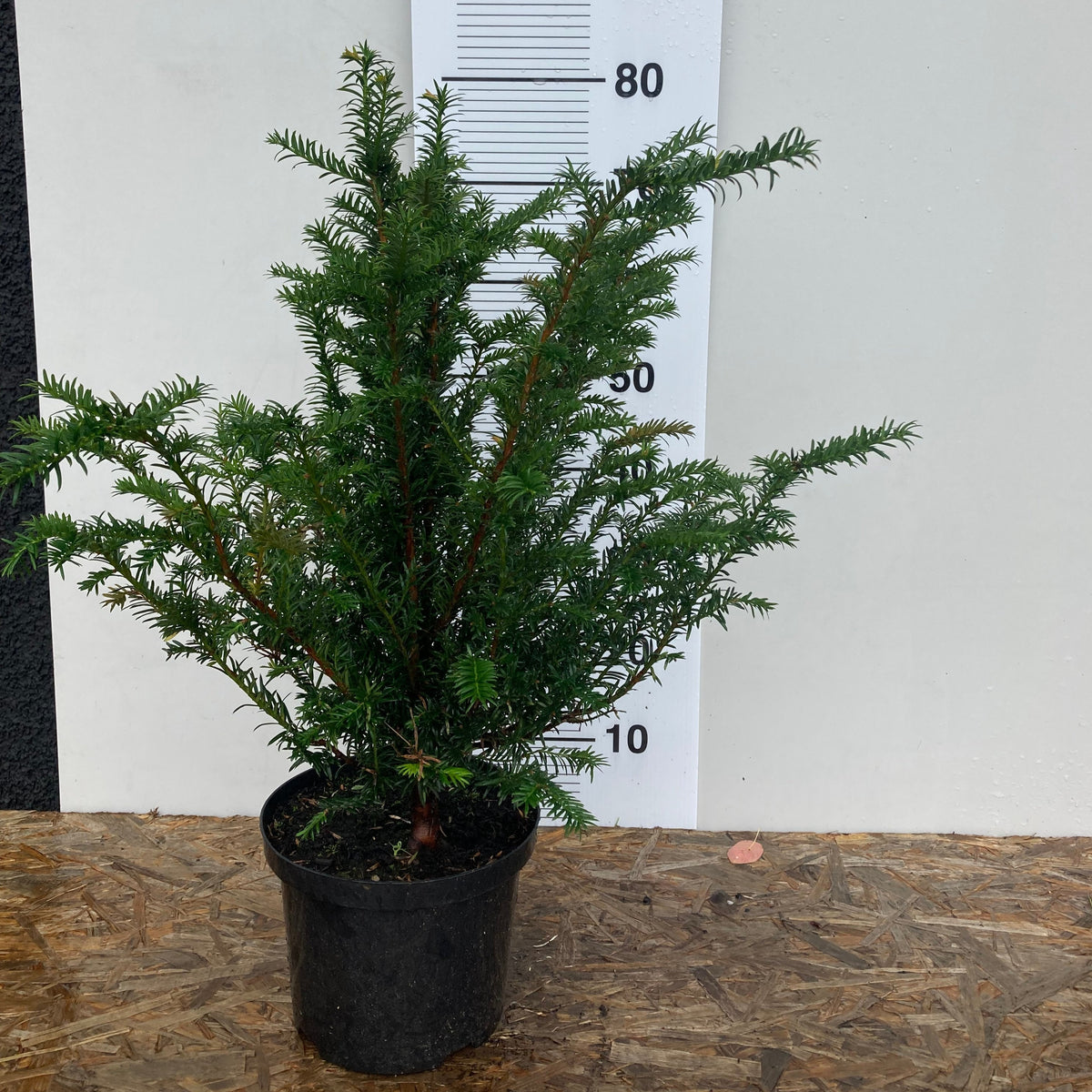 Taxus baccatta/ Yew hedging potted plants