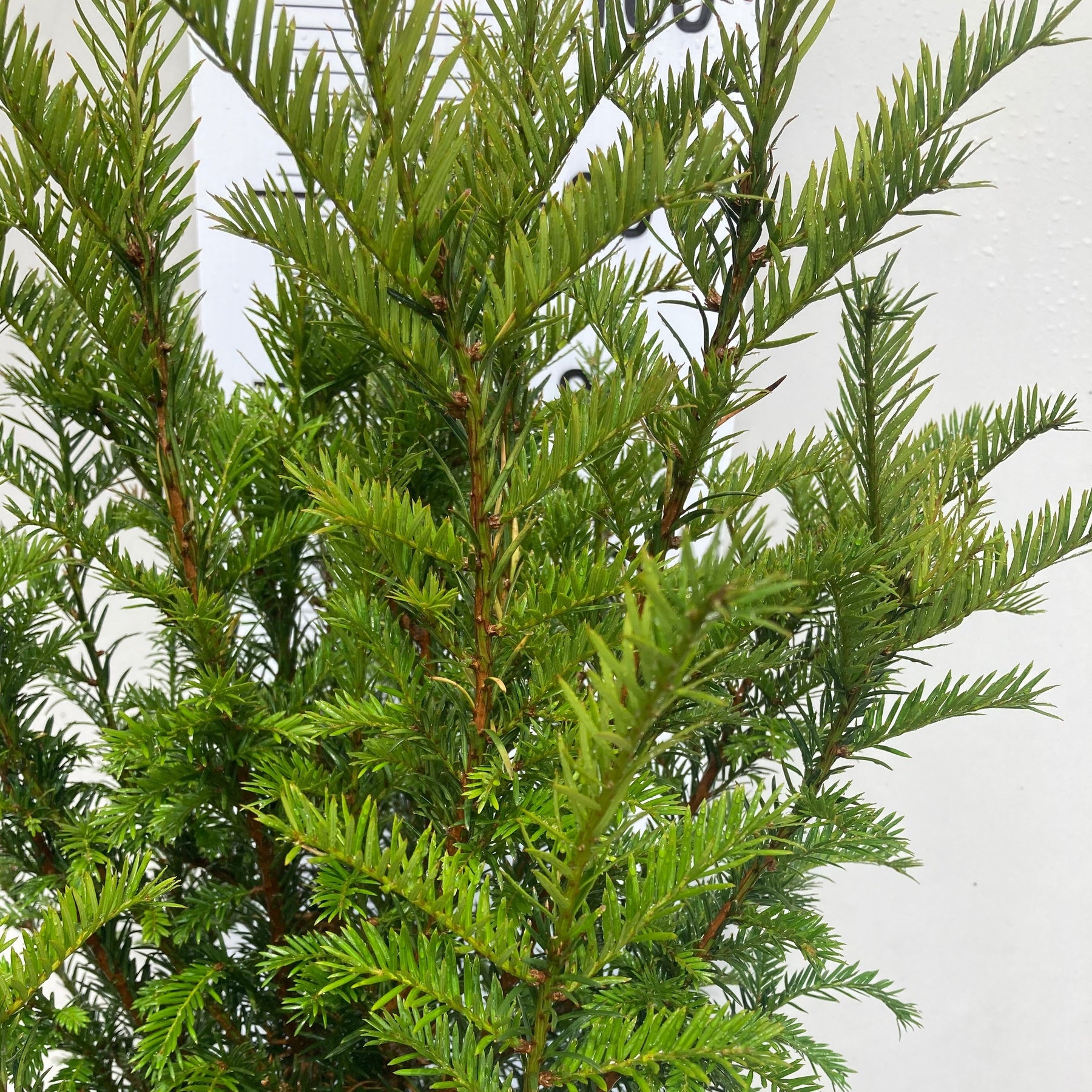 Taxus baccatta/ Yew hedging potted plants