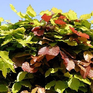 Green Beech (Fagus Slyvatica) 60cm 2 Foot