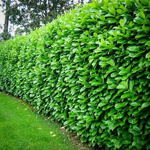 10 extra bushy Rootballed plants. 150/180 cm 5/6 foot instant hedge bundle to cover at least 8 meters.