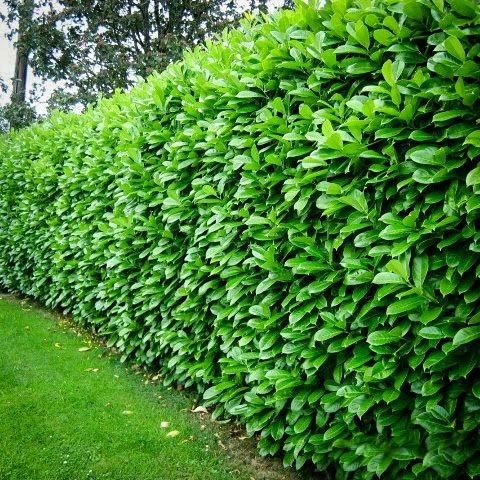 20 extra bushy Rootballed plants. 120/130 cm 4 foot instant hedge bundle to cover at least 14 meters.
