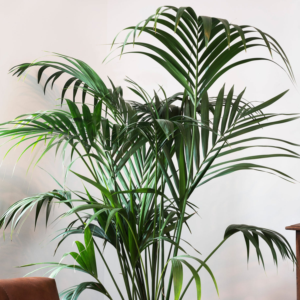 Extra Large Kentia Palm (Howea Forteriana)