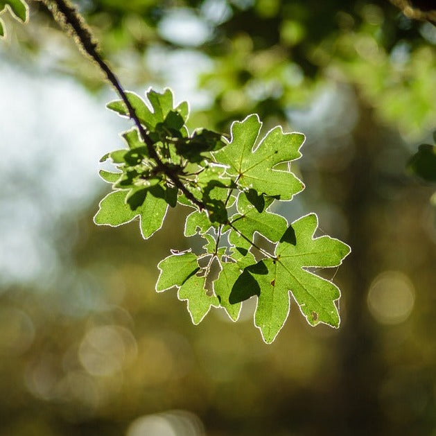 Field Maple (Acer campestre)