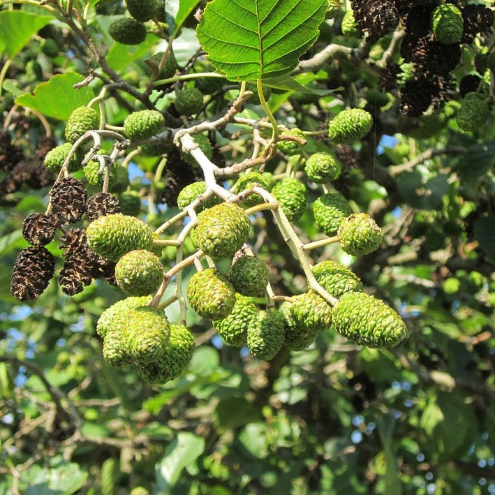 Alder (Alnus Glutinosa) 60/100 cm