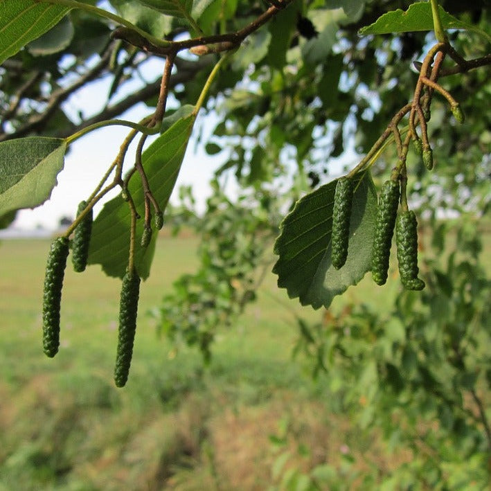 Alder (Alnus Glutinosa) 60/100 cm