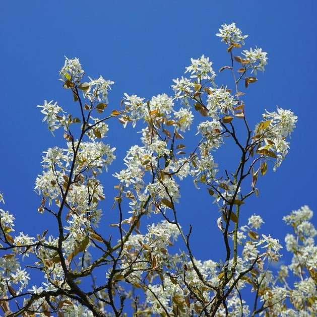 Amelanchier Lamarckii multistem bare root trees 80 -100 cm
