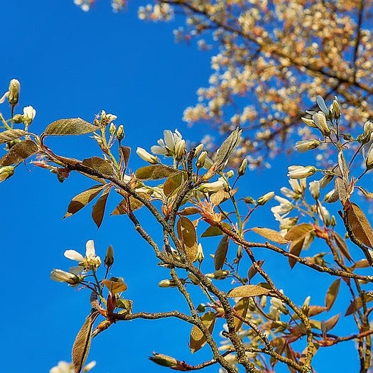 Amelanchier Lamarckii multistem bare root trees 80 -100 cm
