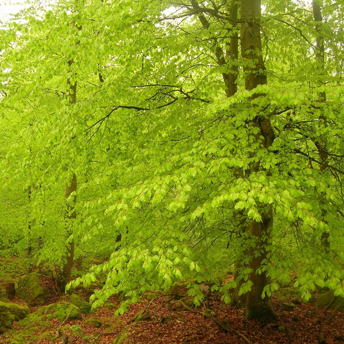 Green Beech Tree (Fagus Sylv)