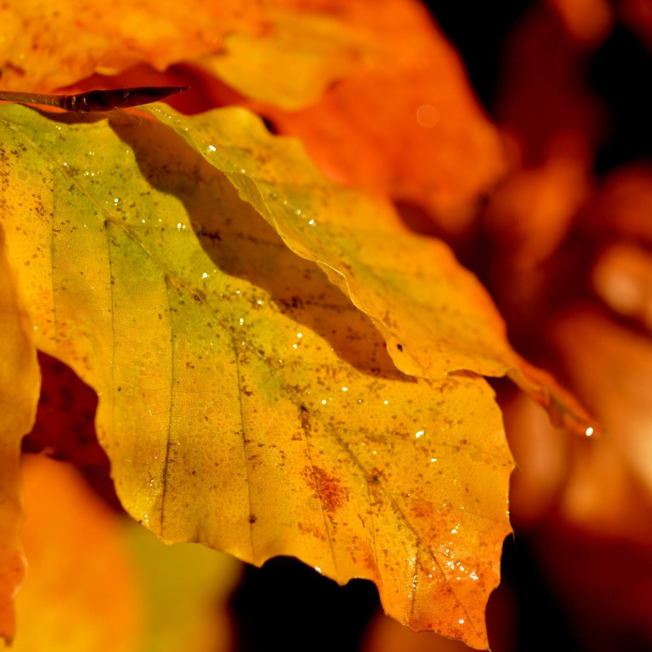 Green Beech (Fagus Slyvatica) 60cm 2 Foot