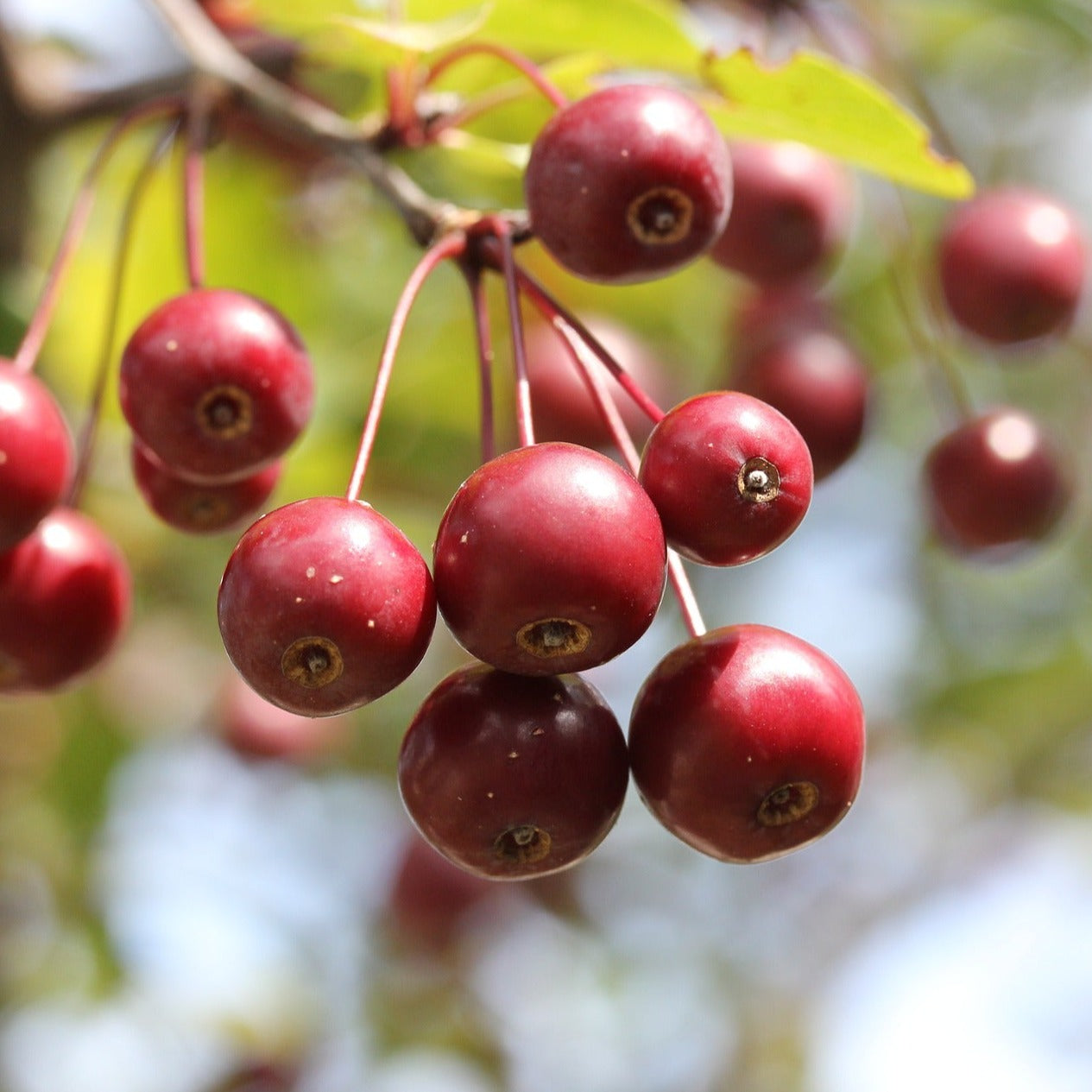Crab Apple (Malus sylvestris)