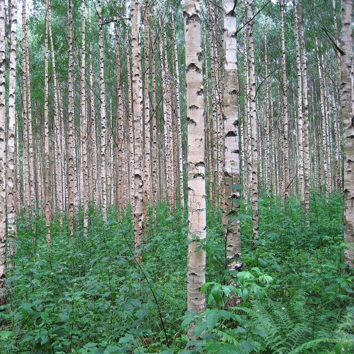 Silver Birch (Betula pendula)