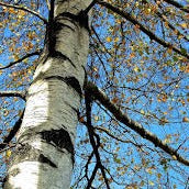 Silver Birch (Betula pendula)