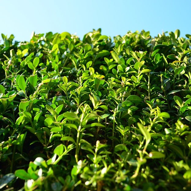 Common Boxwood (Buxus Semprevirens) 30cm Bare Root