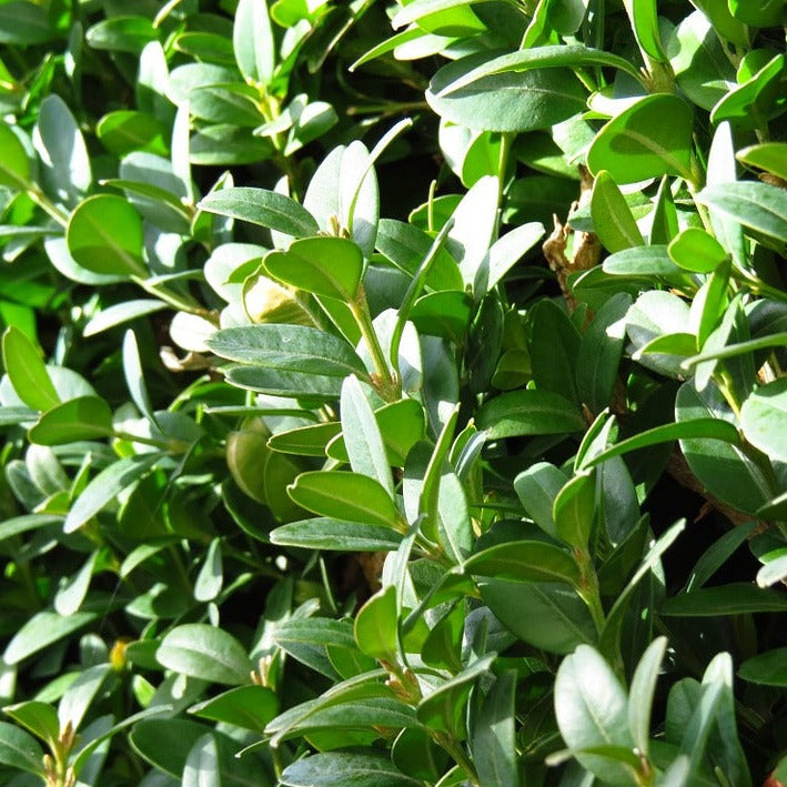 Common Boxwood (Buxus Semprevirens) 30cm Bare Root
