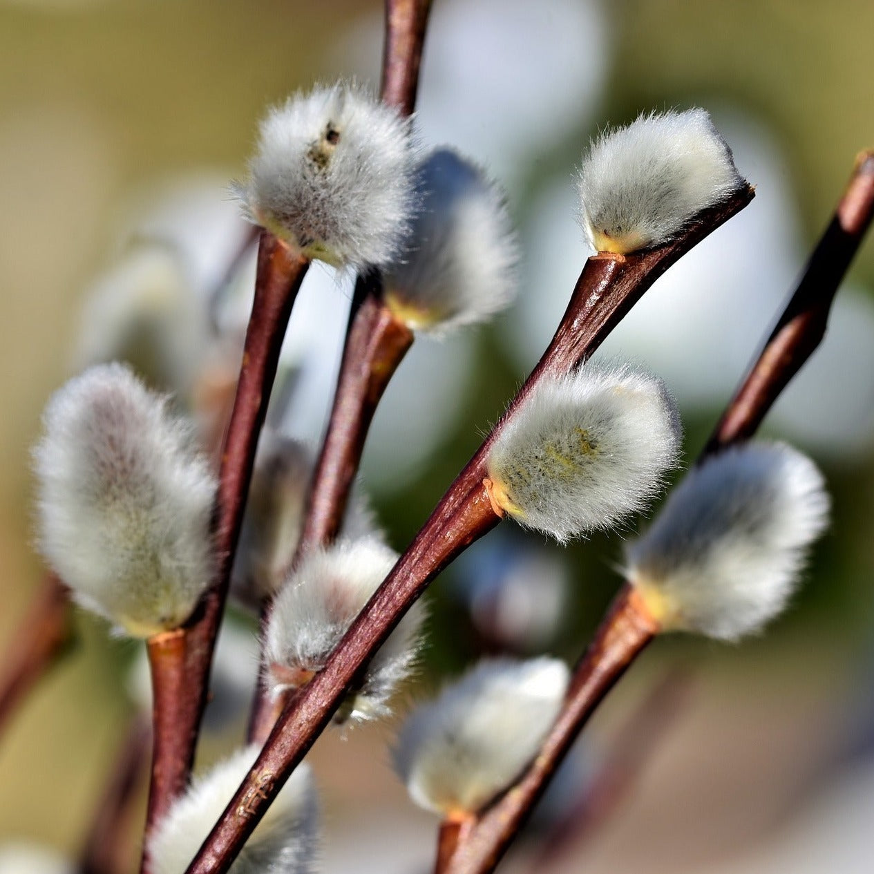 Pussy Willow (Salix Caprea)