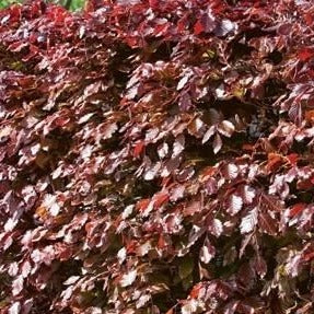 Copper Beech (Fagus syl. 'Atropunicea')