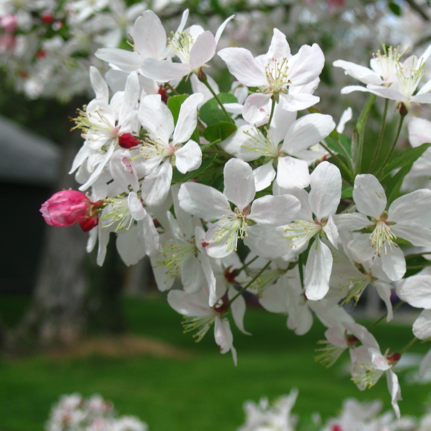 Crab Apple (Malus sylvestris)