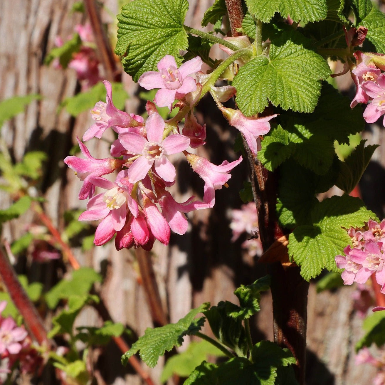 Flowering Currant (Ribes sanguineum)