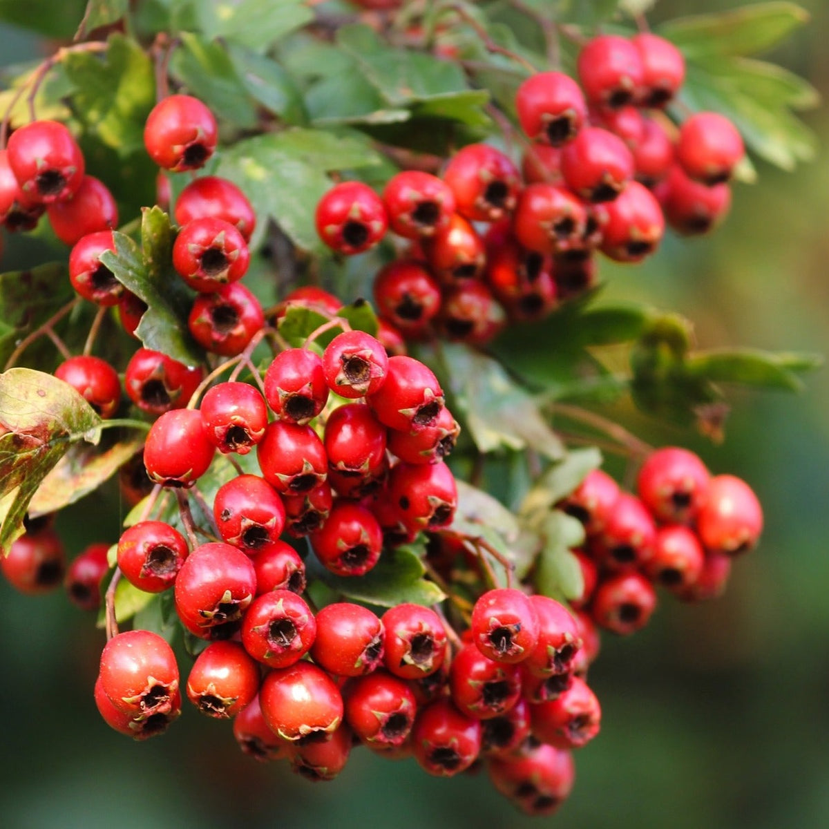 Bare Root Hawthorn (Crataegus Monogyna) Hedging , 40 /60cm strong 3 year old