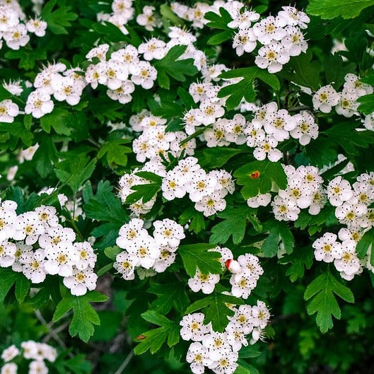 Bare Root Hawthorn (Crataegus Monogyna) Hedging , 40 /60cm strong 3 year old